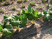 Bettes ou Blettes 1 (Photo F. Mrugala)